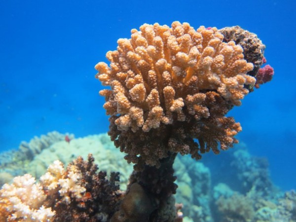 Marsa Egla