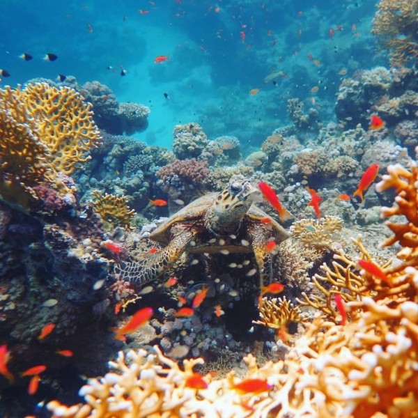 Sheikh Malek
